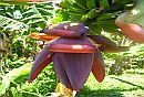 Guesthouse Banana Manor